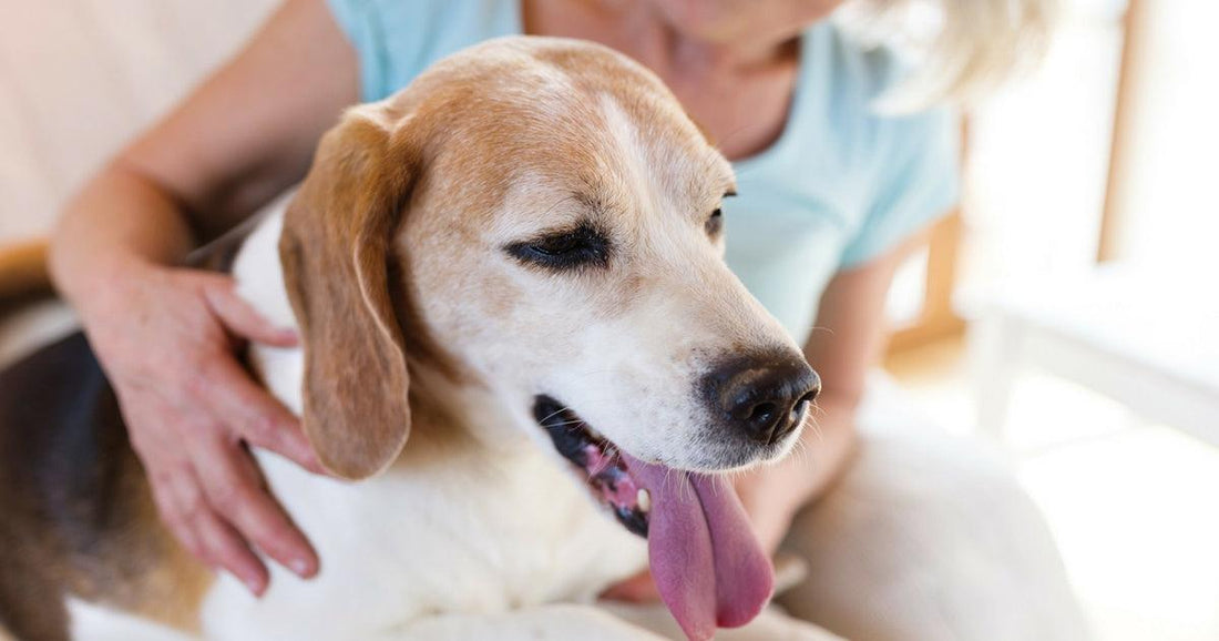 dog therapy for depression