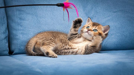 How to Play with Your Cat - Rabbitgoo