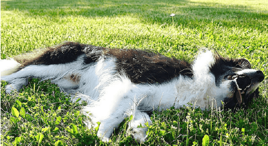 How to distinguish and prevent Pet heat stroke? - Rabbitgoo