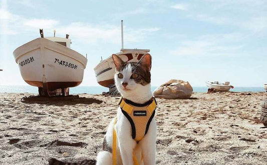 Embracing the Shared Values Behind RG Harness with Ryan - Rabbitgoo