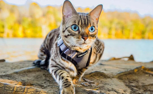 Why Your Cat Deserves Outdoor Adventures!