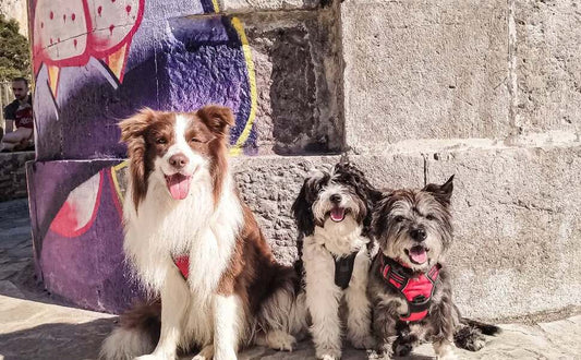 Mischief’s Journey: Trust That Goes Beyond Color - Rabbitgoo