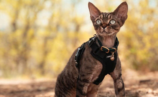The Ultimate Guide to Cat Harness Training for Beginners