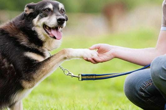 Teach Your Dog to Shake Paws More Quickly