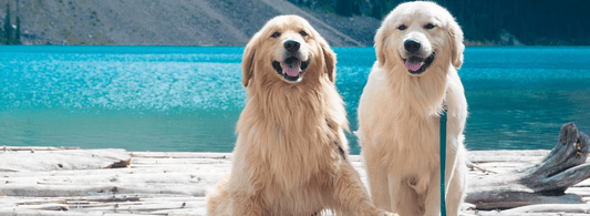 Top Six Best Dog Harnesses for Every Kind of Dog - Rabbitgoo