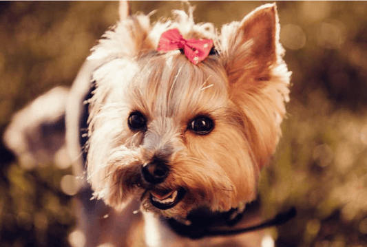 What if The Dog is Very Aggressive to His Owner? - Rabbitgoo