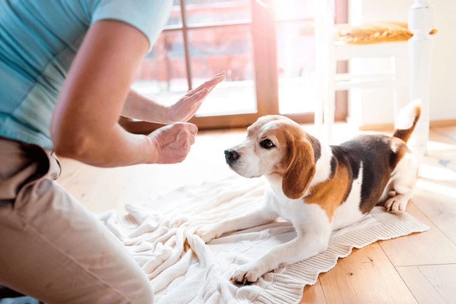 When is The Suitable Training Time for Puppies?