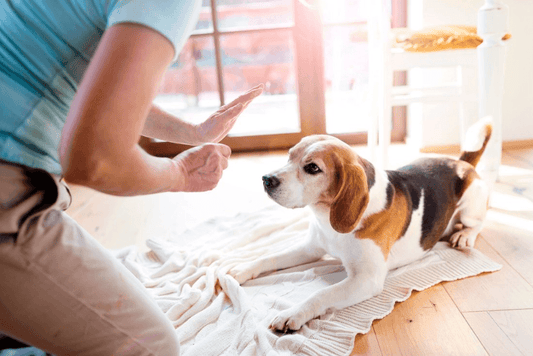 When is The Suitable Training Time for Puppies? - Rabbitgoo