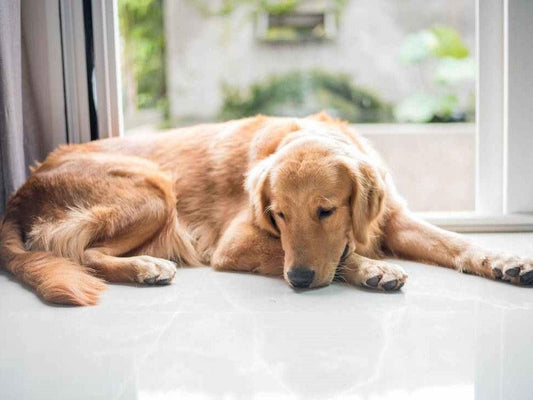 Wondering Why Your Dog's Coat Dry and Dull? - Rabbitgoo