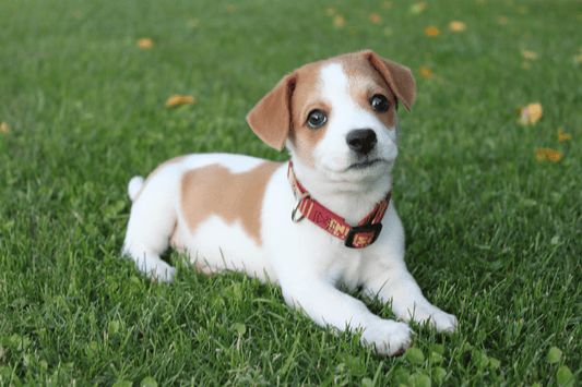 Everything You Need to Know to Train Your Dog - Rabbitgoo