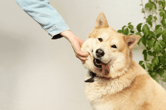 10 Best Dog Breeds for Beginners