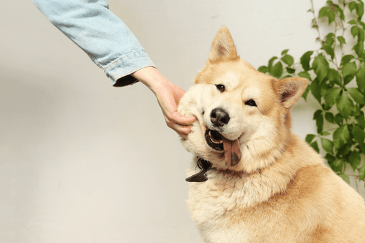 10 Best Dog Breeds for Beginners - Rabbitgoo