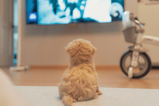 100 Of The Most Popular Dog Names in 2024 - Rabbitgoo