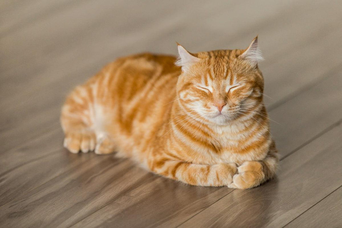 5 Reasons Why Does My Cat Need a Cat Tree - Rabbitgoo