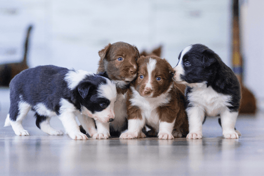 How To Prepare for A New Puppy: Everything You Should Know - Rabbitgoo