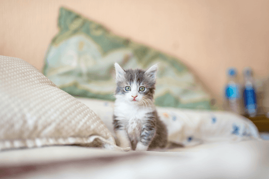Best 100 Cute Cat Names in 2022 - Rabbitgoo