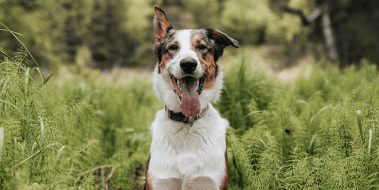 Caring For Your Dogs' Health in Summer