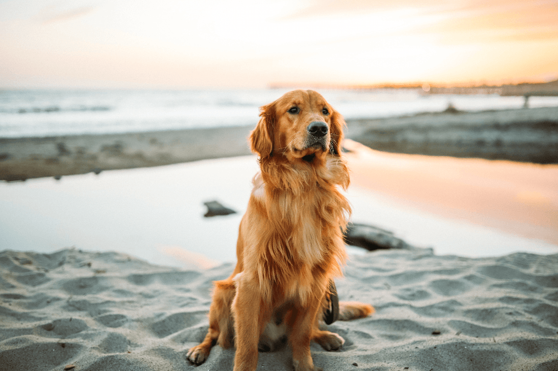 How to Care for a Senior Dog - Rabbitgoo