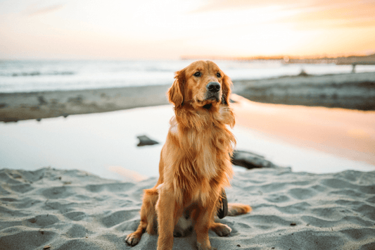 How to Care for a Senior Dog - Rabbitgoo