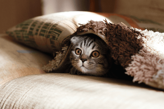 How to Take Care of Your Cat in Autumn - Rabbitgoo