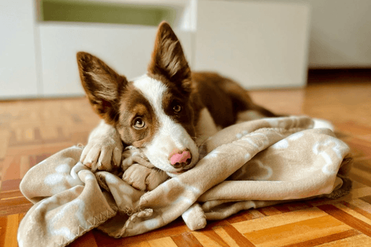 Meet Maui and Her Family - Rabbitgoo
