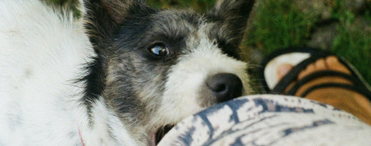 Do these if a dog bites you - Rabbitgoo