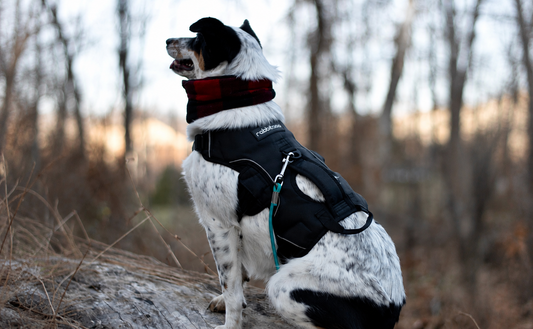 Dog Escape-Risk Checklist Before the First Walk