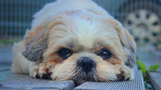 How to Help Stray Animals in Winter - Rabbitgoo