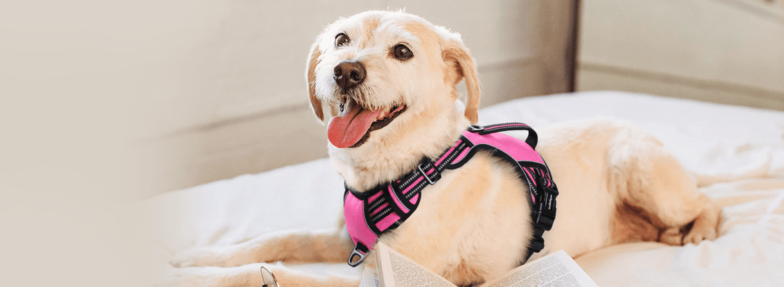 Beyond Walking: Harness Training for Agility and Obstacle Courses - Rabbitgoo