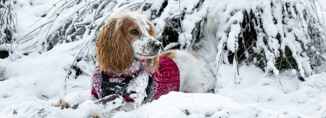 A dog in the snow
