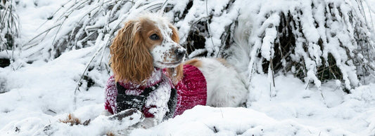 A dog in the snow