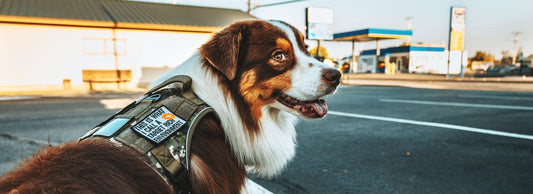 Tactical dog harness for daily use: Is it necessary? - Rabbitgoo