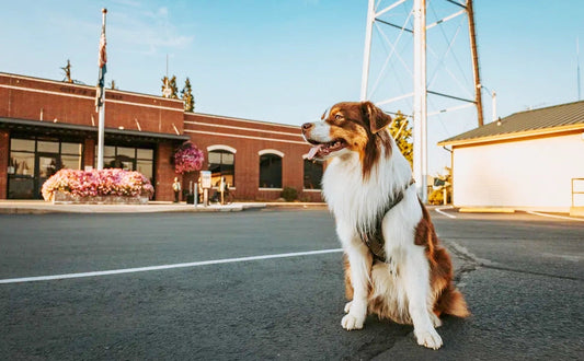 From Chaos to Calm: Why Andrea & Jeff Trust Rabbitgoo - Rabbitgoo