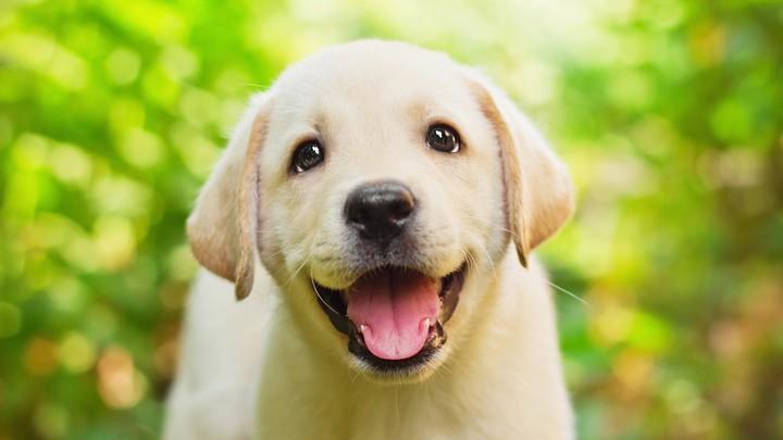 5 Life-Lengthening Health Tips for Your Pet - Rabbitgoo