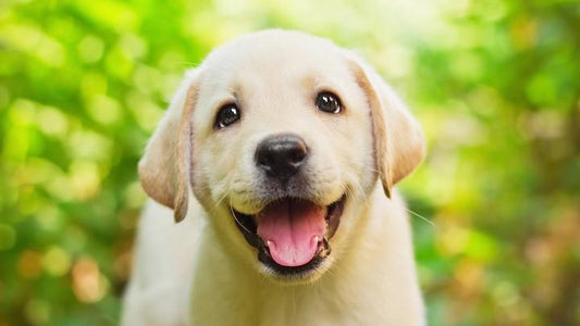 5 Life-Lengthening Health Tips for Your Pet - Rabbitgoo