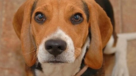 Can Dogs Cry? What Do Dogs’ Tears Mean?