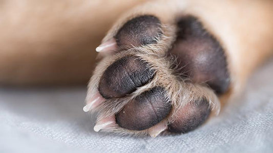 prevent-paw-pad-injury