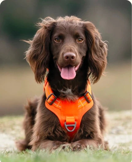 Dog wearing an orange harness outdoors