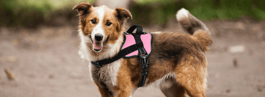 8 Types of Working Dogs and Their Jobs - Rabbitgoo