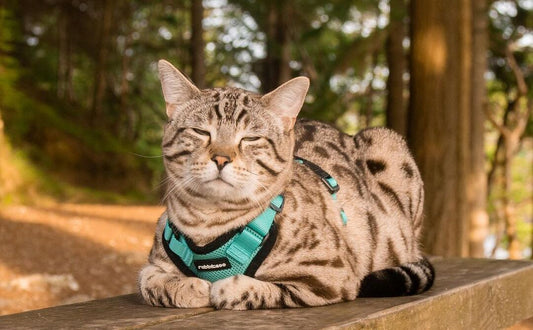 Slimming Down Fat Cats: Effective Cat Training Strategies - Rabbitgoo