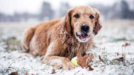 What effect will cold weather have on your pet?