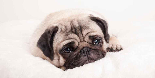 5 Things You Should Never Do To Your Dog - Rabbitgoo