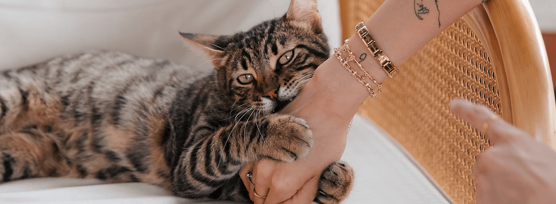 Why Does My Cat Bite Me: Causes And Solutions - Rabbitgoo