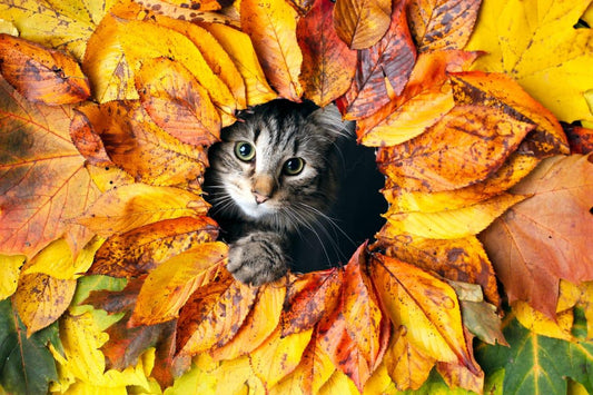 6 Autumn Safety Tips for Cat Owner - Rabbitgoo