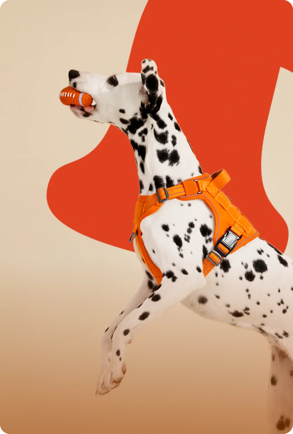 Rabbitgoo dog harness