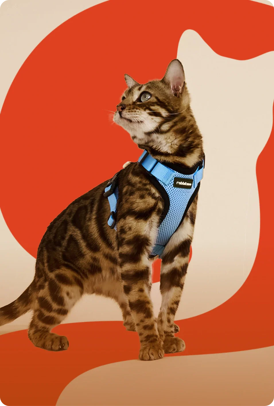 Rabbitgoo cat harness