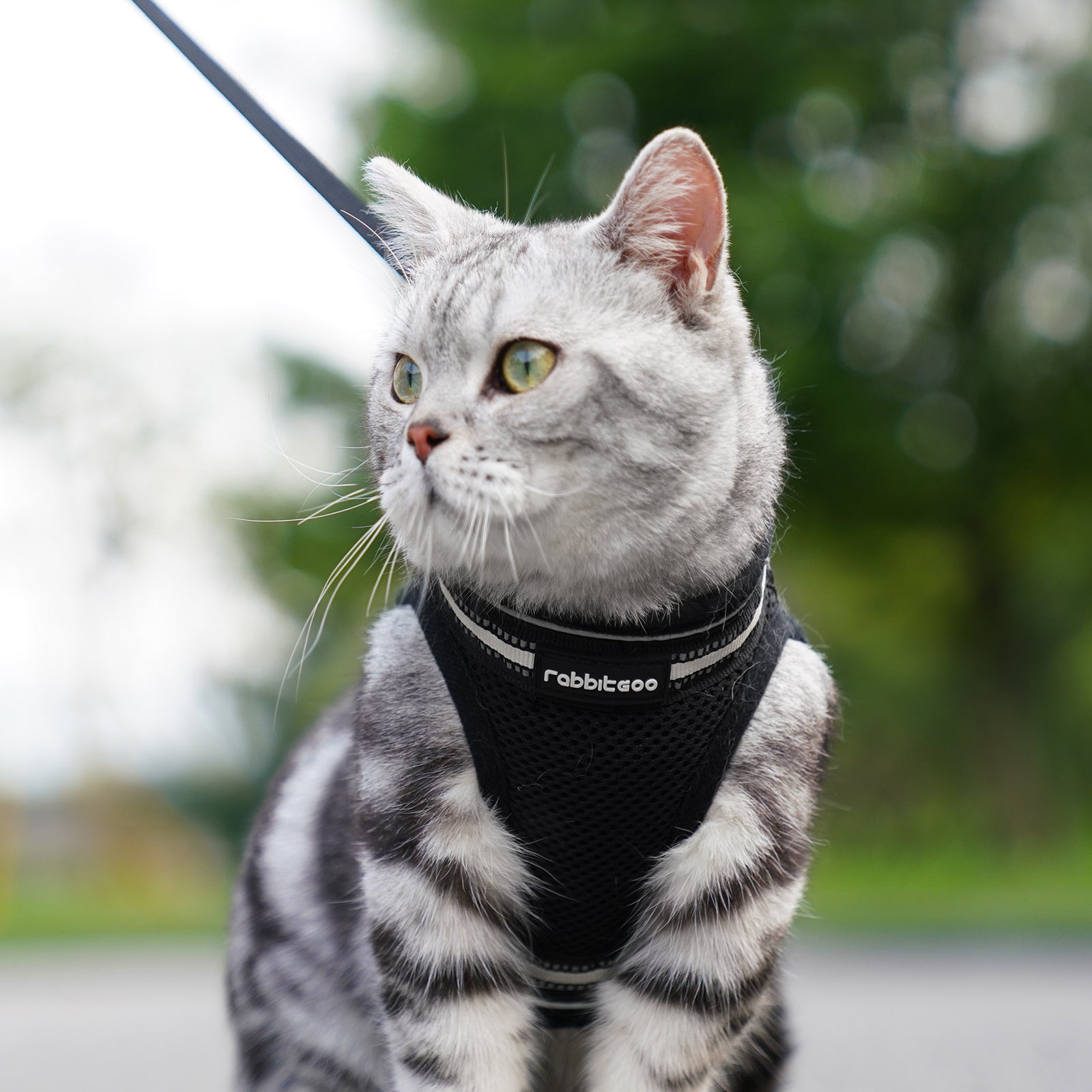 A black and white British Shorthair wearing a black escape proof cat harness.