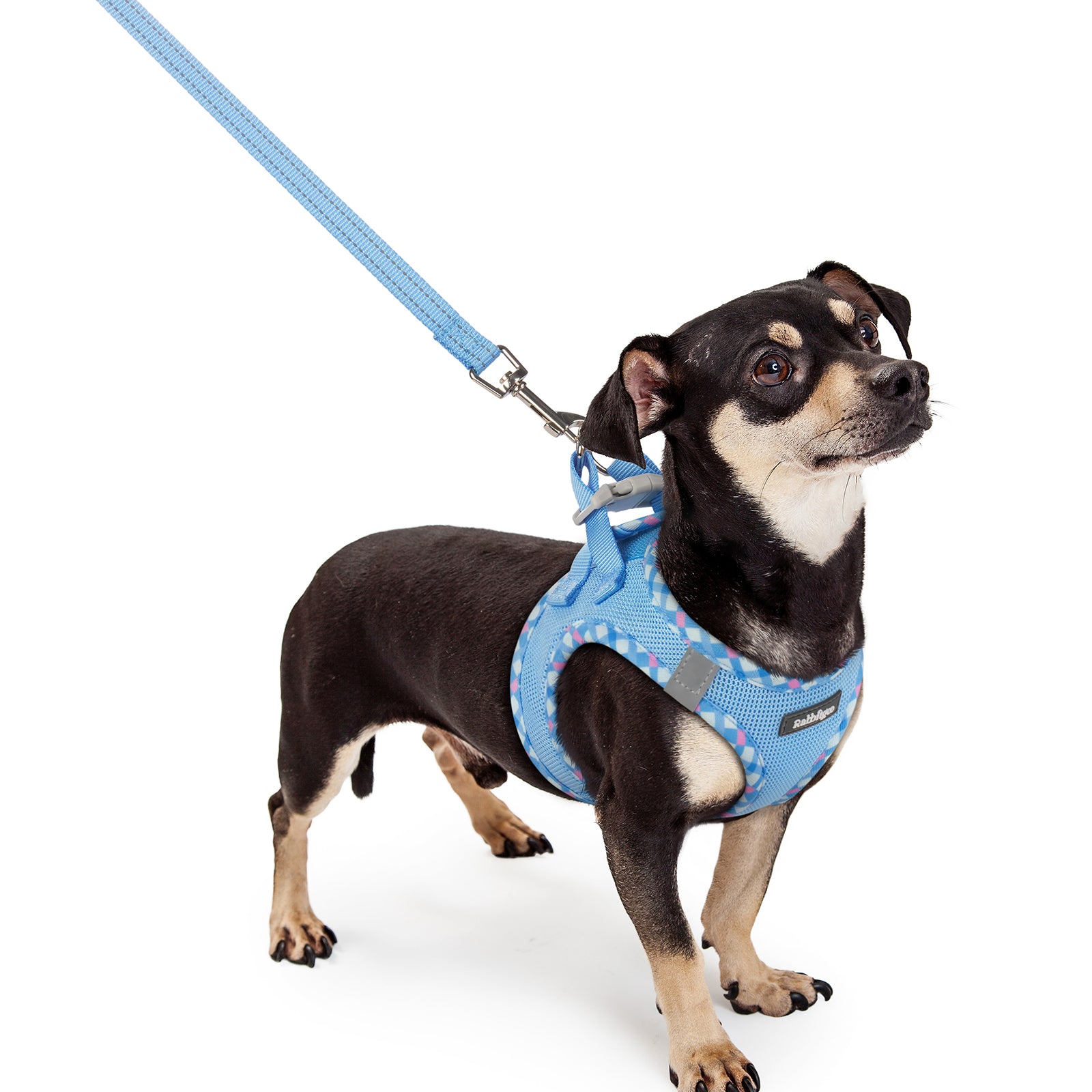 Minifit Small Dog Harness and Leash Set - Blue & Plaid Trim