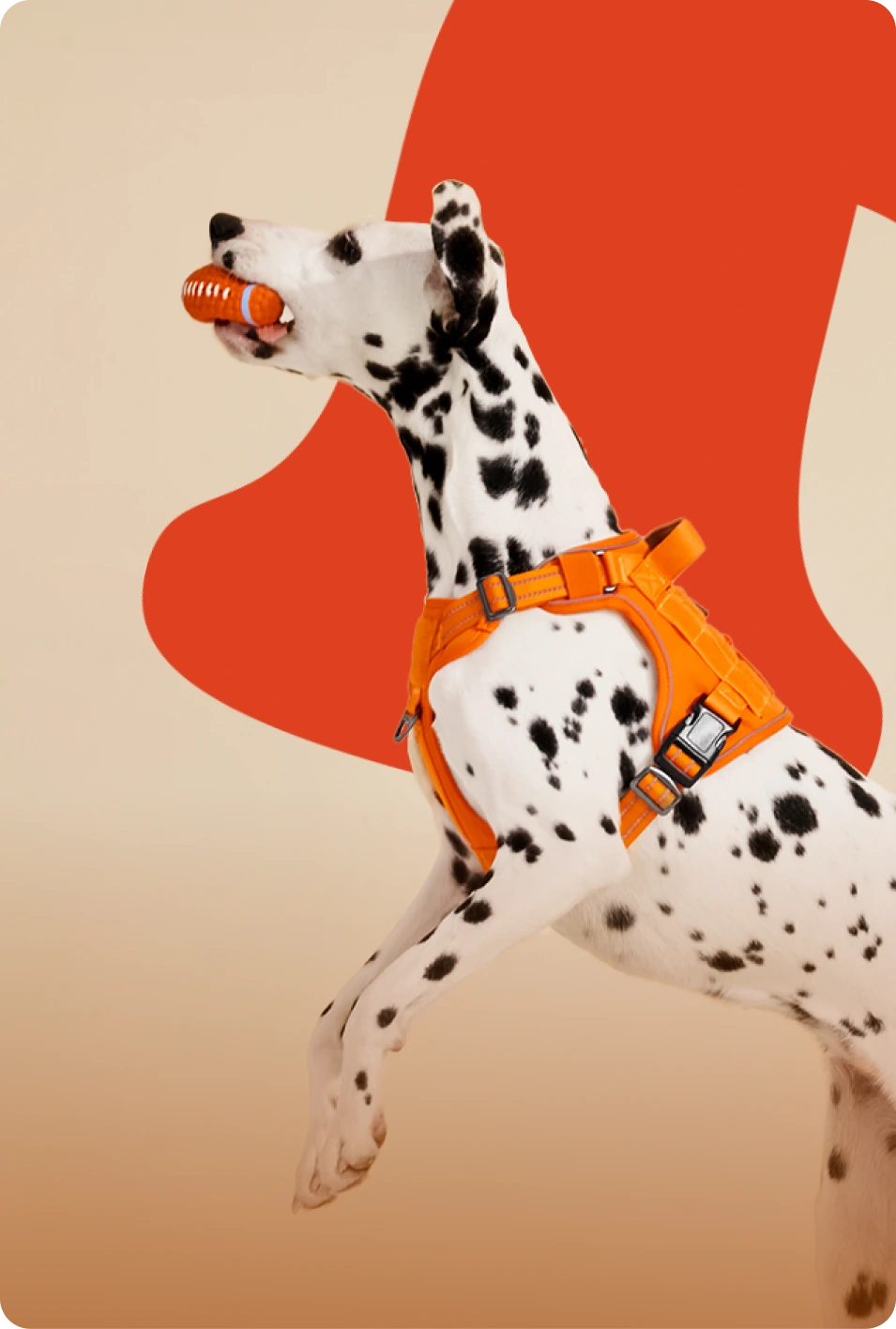Harness & Collar