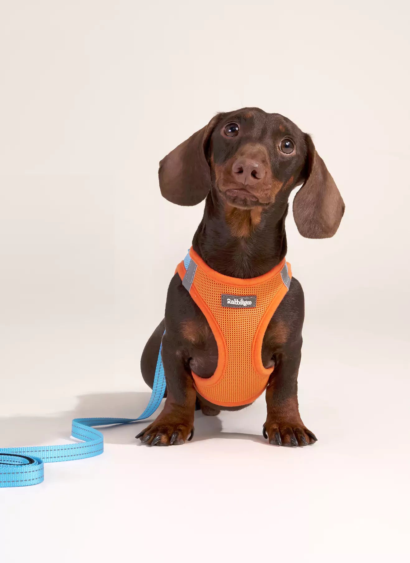 Minifit Small Dog Harness and Leash Set - Blue & Orange
